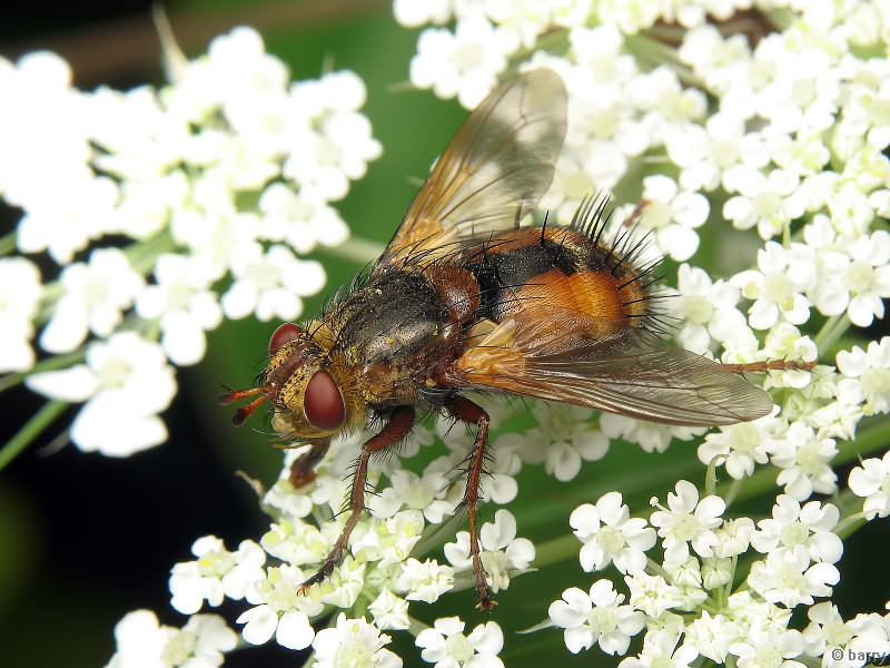 Tachina fera
